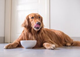 5 beneficii ale hranei umede pentru câini