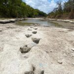 Seceta a scos la iveală o descoperire uimitoare, de acum 113 milioane de ani (Foto & Video)