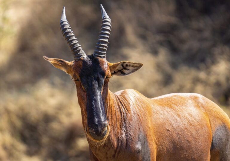Un român a fost ucis de o antilopă care urmărea un struț, într-o grădină zoologică din Suedia