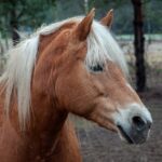 Un cal de 6.000 de euro a fost furat din Copşa Mică
