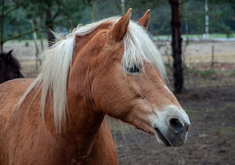 Un cal de 6.000 de euro a fost furat din Copşa Mică