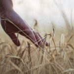 2022, un an cu agricultura măcinată de schimbări climatice. Alimentele se scumpesc, risc mare de foamete