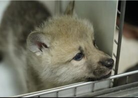 Cum a ajuns un Beagle să nască un lup arctic (Video)