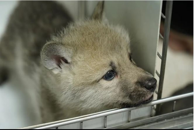 Cum a ajuns un Beagle să nască un lup arctic (Video)