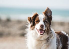 Importanța vizitelor regulate la veterinar pentru sănătatea animăluțului tău