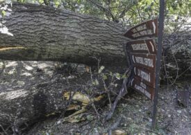 Vântul face ravagii în multe județe: Copaci căzuți, mașini și case distruse, drumuri blocate (Galerie foto)