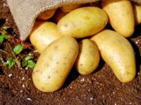 Cartoful românesc, o specie pe cale de dispariție. Ce a mai rămas din institutul care trebuie să producă soiuri noi