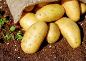 Lukaşenko vrea să pună elevii să culeagă cartofi: Va fi un bun antrenament fizic și o mulţumire pentru părinţi