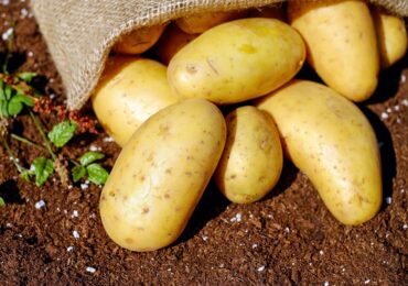 Cartoful românesc, o specie pe cale de dispariție. Ce a mai rămas din institutul care trebuie să producă soiuri noi