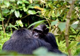 O legătură neaşteptată între noi şi cimpanzei