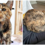 Povestea lui Flossie, cea mai bătrână pisică din lume: La 27 de ani, e la al patrulea stăpân (Video)