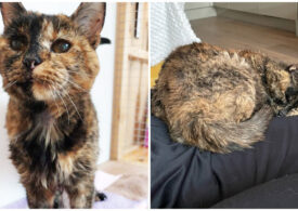 Povestea lui Flossie, cea mai bătrână pisică din lume: La 27 de ani, e la al patrulea stăpân (Video)