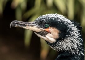 PSD și PNL vor să permită vânătoarea de cormorani tot anul