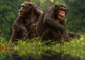 Studiu surprinzător care arată asemănarea dintre copii și cimpanzei (Video)
