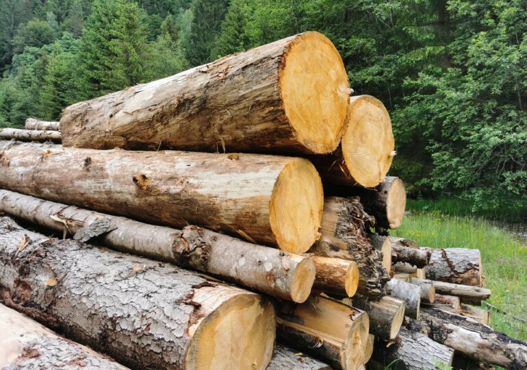 Cum se fură lemn chiar prin sistemul de urmărire a transporturilor. Doar 1% din tăierile ilegale sunt depistate