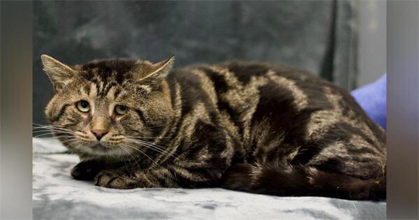 A fost adoptată cea mai tristă pisică din lume