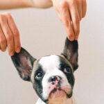 Rase de câini: Care sunt cele mai cunoscute și ce diferențe există între ele