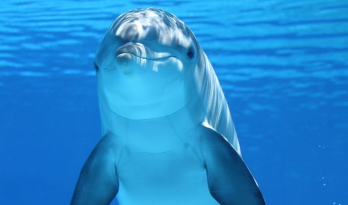 Delfinii suferă și ei de Alzheimer. Cum au ajuns oamenii de știință la această concluzie