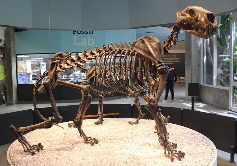 A fost descoperită fosila a probabil celei mai mari feline de pe continentul american