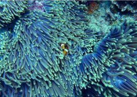Uraganele, salvarea coralilor? Cel mai grav fenomen de albire din istorie