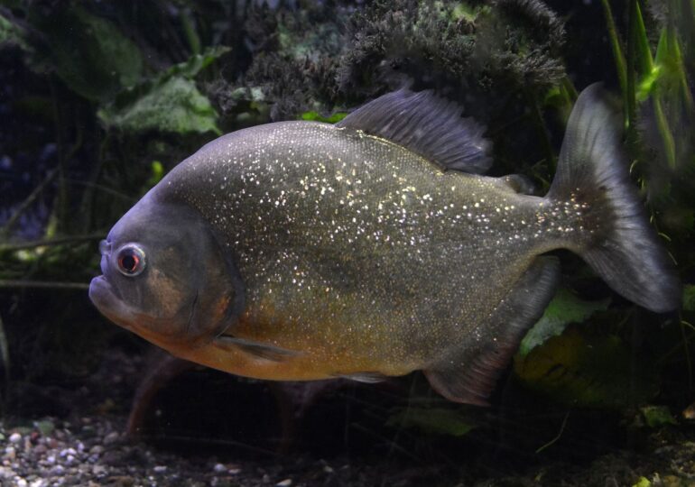 Un pește Piranha a fost găsit în Crișul Repede, în centrul municipiului Oradea. Garda de Mediu face anchetă