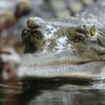 Descoperire importantă: crocodili care au trăit pe teritoriul României
