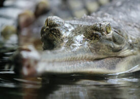 Descoperire importantă: crocodili care au trăit pe teritoriul României