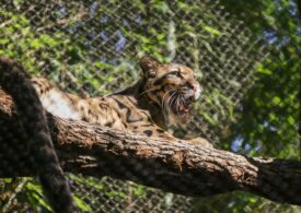 A evadat un leopard. Poliția l-a căutat cu drona și trupele speciale, deși are doar 10 kg (Video)