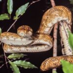 Un șarpe boa constrictor a fost găsit într-un bagaj de mână pe un aeroport din Florida