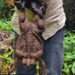 În Australia a fost găsită o broască gigantică, de aproape 3 kilograme!