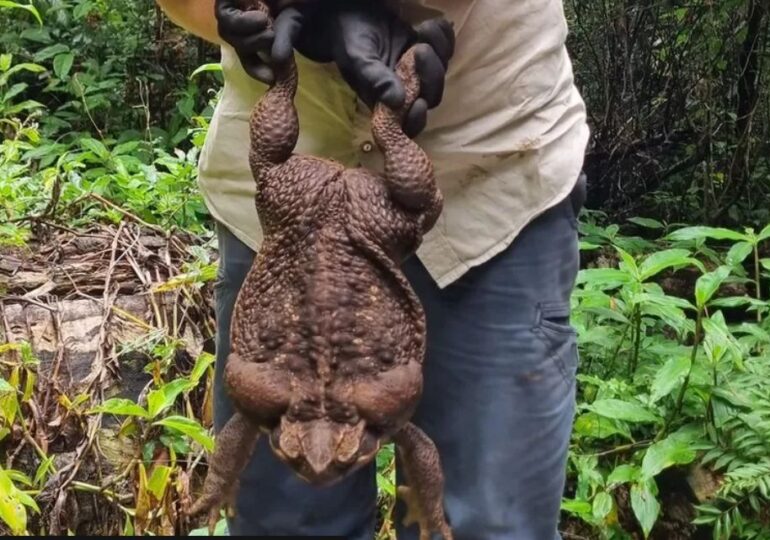 În Australia a fost găsită o broască gigantică, de aproape 3 kilograme!