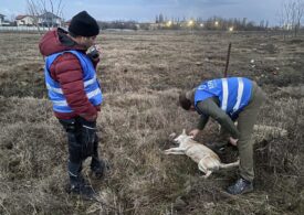 Câți câini a sterilizat ASPA în București și câți a ridicat în ultimele zile de la Lacul Morii