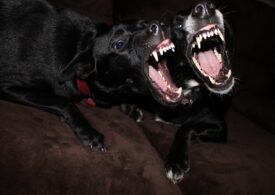 Ana Oros a fost atacată de câini de luptă? În ultimii 20 de ani, niciun câine agresiv nu a fost înregistrat oficial în România