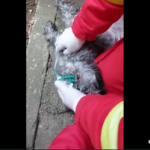 Pompierii din Constanța au salvat un câine din foc și apoi l-au resuscitat (Video)