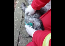 Pompierii din Constanța au salvat un câine din foc și apoi l-au resuscitat (Video)