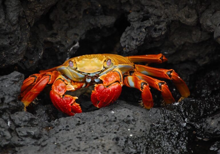 Experții britanici nu pot explica moartea în masă a crabilor