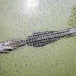 O specie preistorică de crocodil a trăit în România