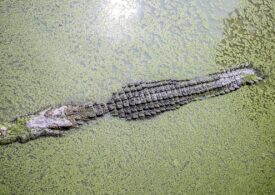 Un oraș întreg e în alertă! 70 de crocodili au scăpat dintr-o crescătorie (Video)