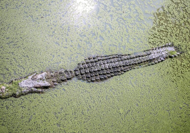 O specie preistorică de crocodil a trăit în România
