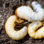 Lista UE a insectelor autorizate ca hrană umană a fost extinsă: Puteți mânca și larva gândacului de bălegar