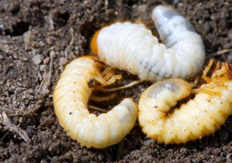 Lista UE a insectelor autorizate ca hrană umană a fost extinsă: Puteți mânca și larva gândacului de bălegar