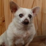 Povestea lui Spike, care a devenit cel mai bătrân câine din lume