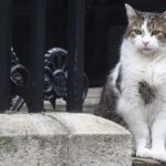 Motanul Larry a împlinit 12 ani de serviciu în Downing Street și a transmis un mesaj emoționant (Foto&Video)