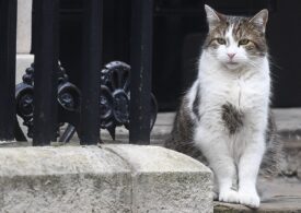 Motanul Larry a împlinit 12 ani de serviciu în Downing Street și a transmis un mesaj emoționant (Foto&Video)