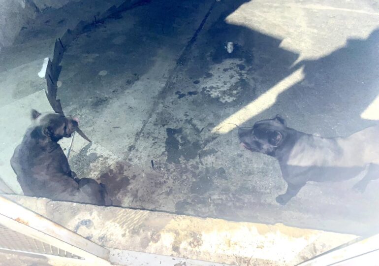 Doi câini de luptă au atacat o femeie în zona Lacul Morii. Amenda pentru stăpân: 50 de lei!