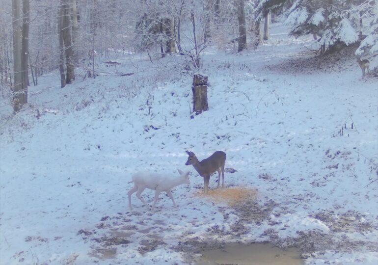 Imaginea zilei: Albă ca Zăpada din pădure