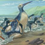 S-a descoperit probabil cea mai mare specie de pinguin care a trăit vreodată pe Terra. Cântărea 154 de kilograme!