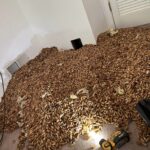 Ciocănitorile au ascuns 300 de kilograme de ghinde într-o casă (Foto)