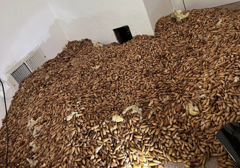 Ciocănitorile au ascuns 300 de kilograme de ghinde într-o casă (Foto)