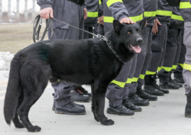 Cum sunt pregătiți câinii de salvare în caz de cutremur (Video)